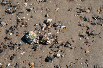 three oysters among the pebbles on a sandy beach