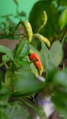 red and green chili plant garden spicy ingredient food 