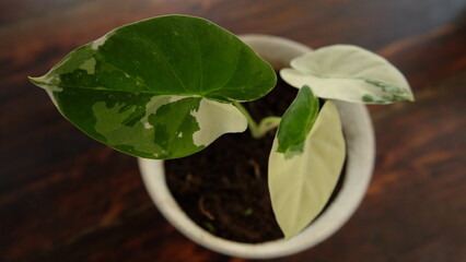 Variegation leaf white and green table plant variegata 