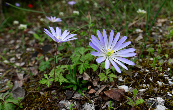 Grecian windflower // Balkan-Windr&ouml;schen (Anemone blanda)