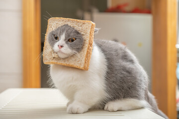 cut british shorthair cat with slice of bread on the head in a living room