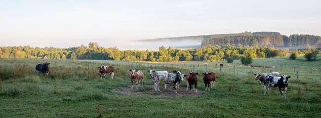 cows in early morning countryside between sankt vith and vielsalm in belgian ardennes