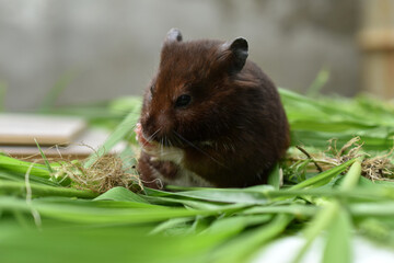 Brown hamster sits on the grass, side view.