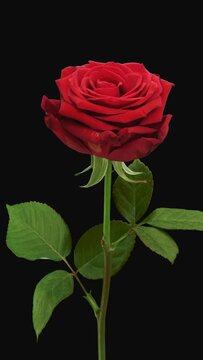 Time lapse of dying red Naomi rose with ALPHA transparency channel isolated on black background, vertical orientation