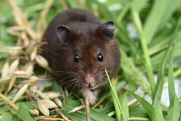 A brown hamster sits on the grass.