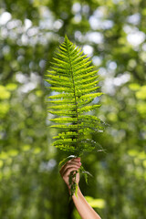 a woman's hand holds a leaf of fern against a forest background.celebrate earth's day. Aromatherapy and Spa concept. ecology. Lykke concept,