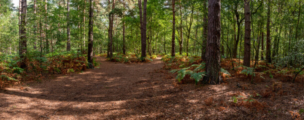 Woodland and forest path in Hampshire, England, UK