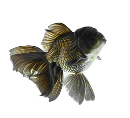 Gold fish Isolation on the white