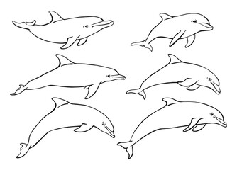 Set of dolphin. Hand drawn illustration converted to vector. Vector with animal underwater. © Darya