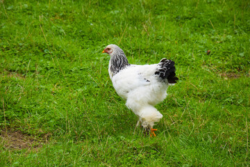 White Brahma hen in the grass