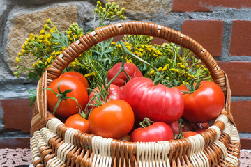 Homemade greenhouse tomatoes in a basket on the table.