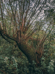 Sunlight through beautiful willow tree