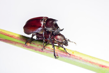 Horn beetle on mate white background. Trypoxylus dichotomus