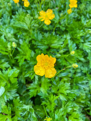 Common buttercup