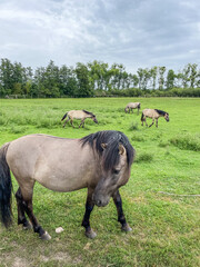 Polish Konik © Melastmohican
