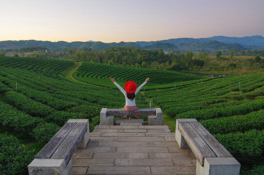 Asia Women looking at the view Choui Fong Tea Plantation Viewpoint, Tea Plantation, Chiang Rai Province, Thailand.