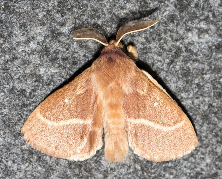 Lasiocampa trifolii, falena
