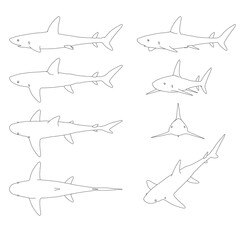 Set with contours of a shark in different positions from black lines isolated on a white background. Vector illustration.