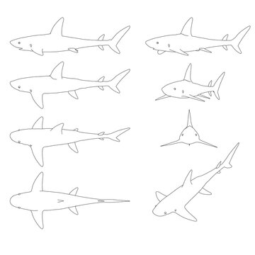 Set with contours of a shark in different positions from black lines isolated on a white background. Vector illustration.