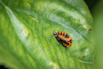 Fototapeta premium Verpuppte Puppe eines Asiatischen Marienkäfer auf einem grünen Blatt eines Baumes in der Natur, Deutschland