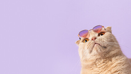 Suprised cat with sunglasses on his head on violet background and looking at free copy space for...