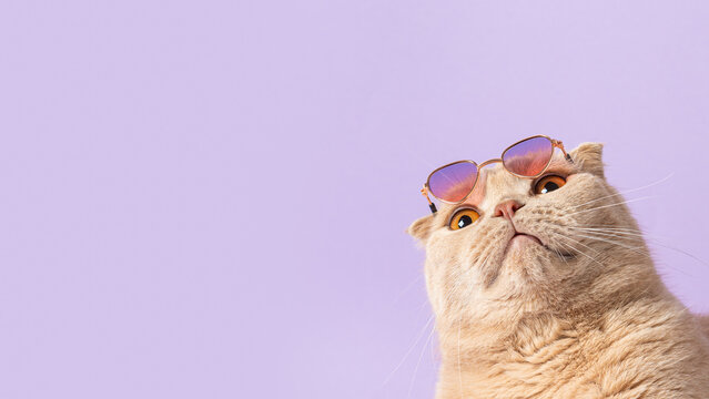 Suprised cat with sunglasses on his head on violet background and looking at free copy space for text. Sale, advertisment, discount, special offer, promotion business concept. Creative trendy banner