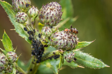 Ameisen wachen hüten und melken Blattläuse auf einer Pflanze in der Natur, Deutschland