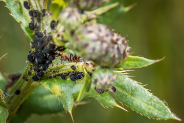 Ameisen wachen hüten und melken Blattläuse auf einer Pflanze in der Natur, Deutschland