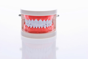 Dental model isolated on white background