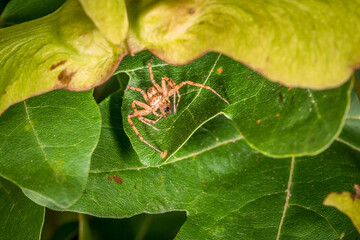 Auf Beute lauernde Spinne zwischen Blättern eines Baumes frisst eine gefangene Fliege, Deutschland
