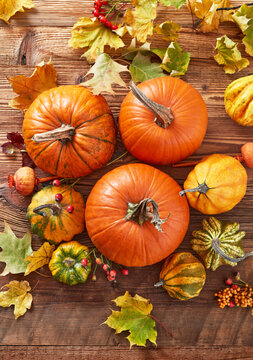Close-up of autumn pumpkins