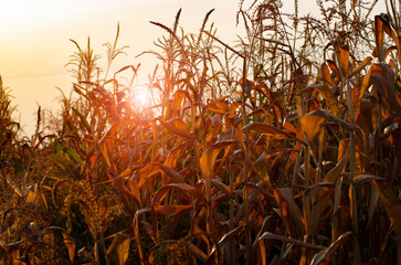 Dry corn stalks with cobs backlit by sun at fields autumn time