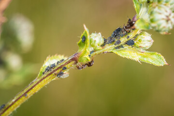 Ameisen wachen hüten und melken Blattläuse auf einer Pflanze in der Natur, Deutschland