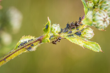 Ameisen wachen hüten und melken Blattläuse auf einer Pflanze in der Natur, Deutschland