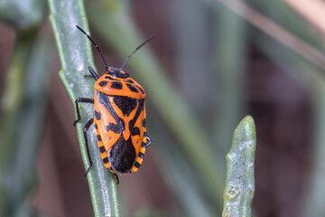 Eurydema ventralis posed on a green plant on a sunny day
