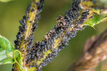 Ameisen wachen hüten und melken Blattläuse auf einer Pflanze in der Natur, Deutschland