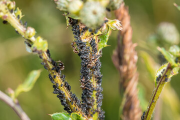 Ameisen wachen hüten und melken Blattläuse auf einer Pflanze in der Natur, Deutschland
