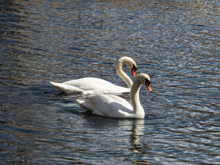 A couple of adult mute swans (cygnus olor) swimming together in the water