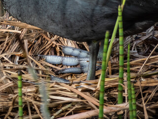 Close-up shot of legs and feet of the Eurasian coot or common coot (Fulica atra)