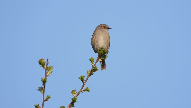 Heckenbraunelle (Prunella modularis)