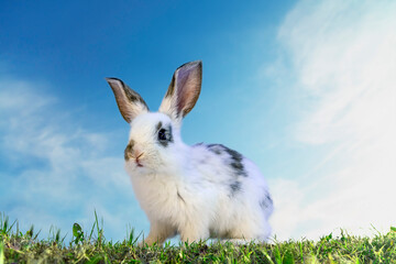 青空を背景にした草地に立つ白い子ウサギの前姿