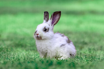 草原に座り遠くを見つめる白ウサギ	