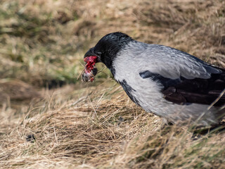 The hooded crow (Corvus cornix) eating its prey in dry grass. Bird tearing a small mammal in pieces and eating it