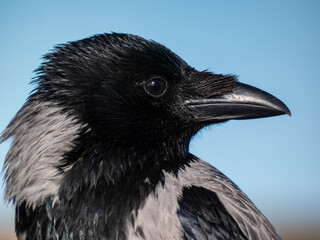 Beautiful close-up shot of the hooded crow (Corvus cornix) sitting on a tree branch with blue sky in the bacground