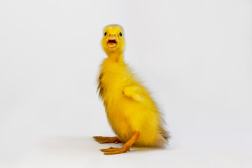 白背景の前に立ち鳴くアヒルの雛1羽の全身クローズアップ