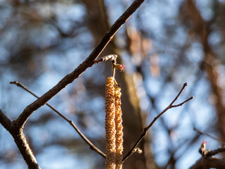 Macro shot of small, pink and magenta female buds and flowers at the tips of branches next to yellow catkins of the hazelnut tree in bright sunlight