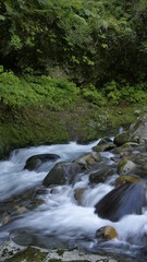 Obraz premium mountain river in the forest