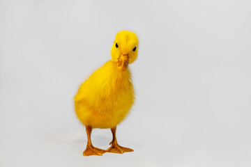 白背景の前に立つアヒルの雛1羽の全身クローズアップ。