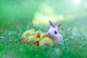 白い子ウサギと寄り添い寝るアヒルの雛3羽