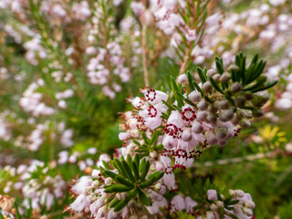 Macro of bell-shaped, white, pink and red-purple flowers of Cornish heath or wandering heath (Erica vagans) 'Lilacina' in summer and autumn